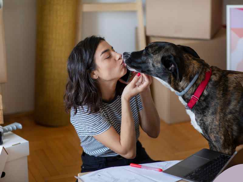 Photo: A woman gives her mixed Brindle dog a kiss while she's working.