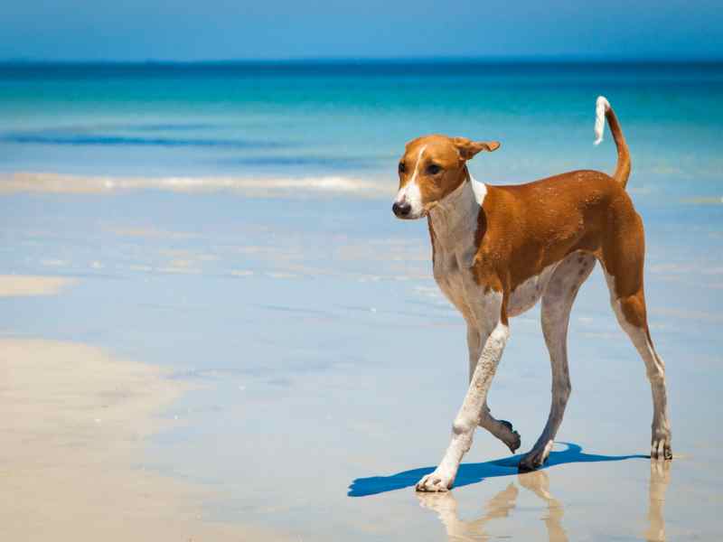 Photo: An Azawakh dog walks on the beach at the shoreline.