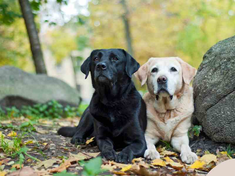 Photo: An overweight Yellow and Black Labrador Retriever sit by a rock in the woods.
