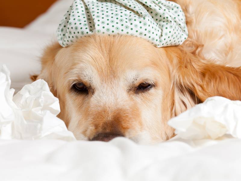 Photo of a dog sick with canine influenza.