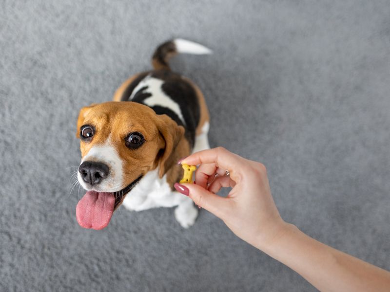 Photo: Dog taste buds affect what they eat