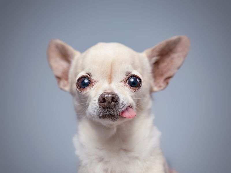 Photo: Dog taste buds affect their palate; Bernie's Perfect Poop helps