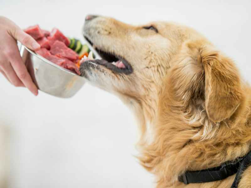 Photo of a dog being served a bowl of raw kibble.