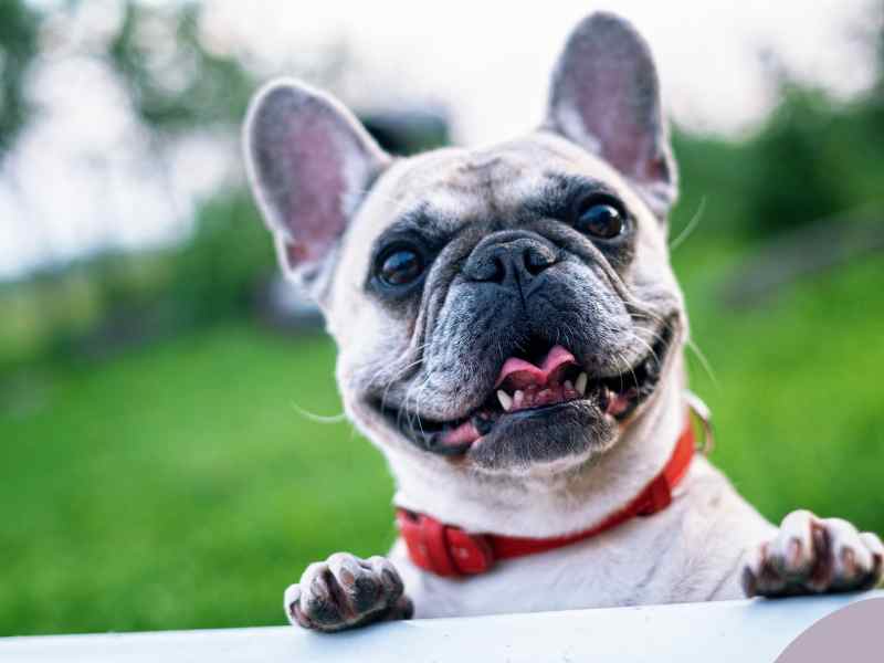 Photo: The French Bulldog is America's Top Dog and smiles at the camera.