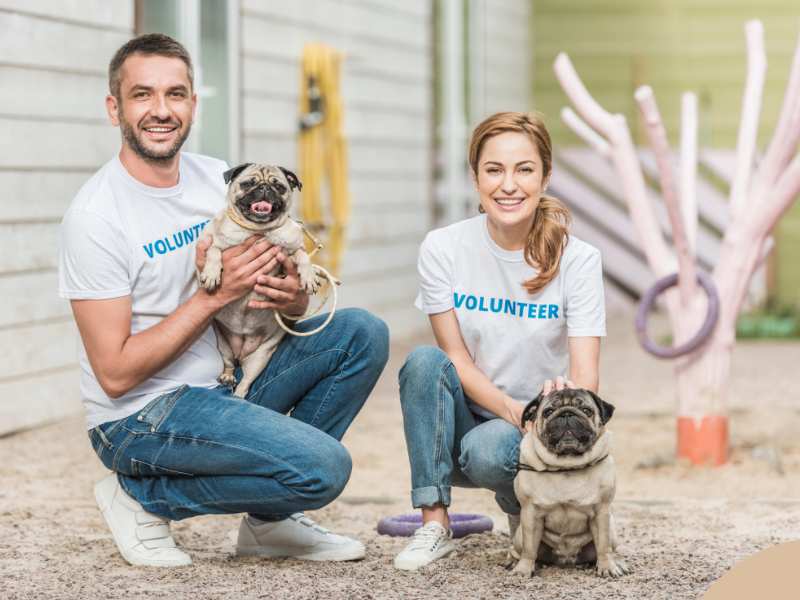 Photo: Volunteers help other dogs as they hold their pugs.