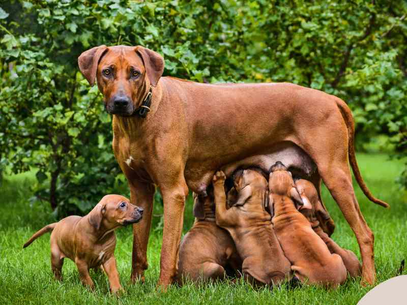 Photo: A Rhodesian Ridgeback nursing 5 puppies in a field.