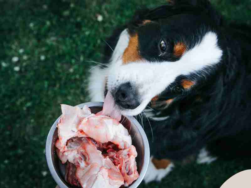 Photo: A Bernese Mountain Dog eats raw food from their bowl.