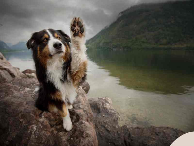Photo: A Bernese Mountain Dog holds its paw up for the camera.