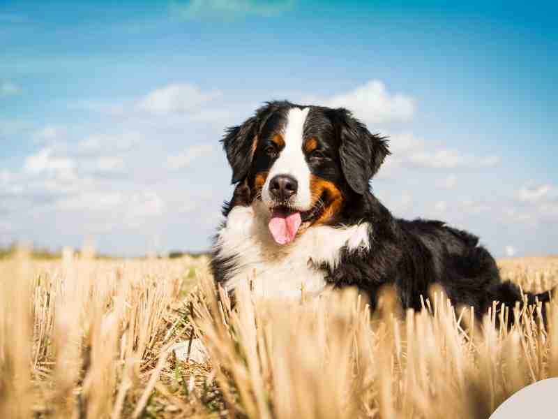 Photo: A Bernese Mountain dog sits in a field of cut dried grass.
