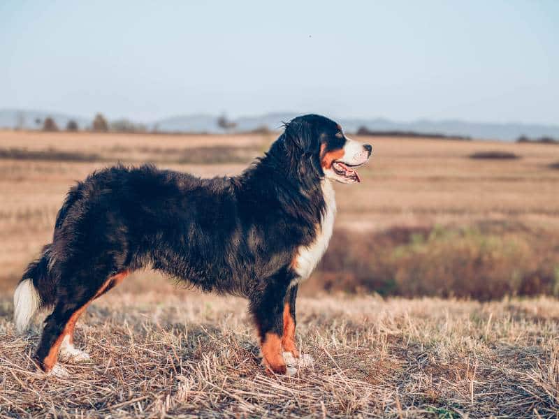 Photo: A Bernse Mountain Dog looks majestically off in the cut field.