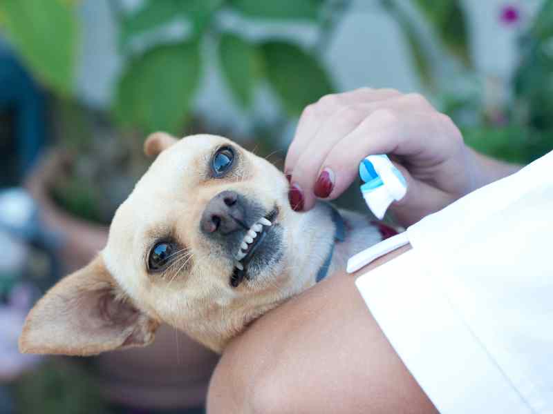 Photo: A Chihuahua is about to get its teeth brushed by a human.
