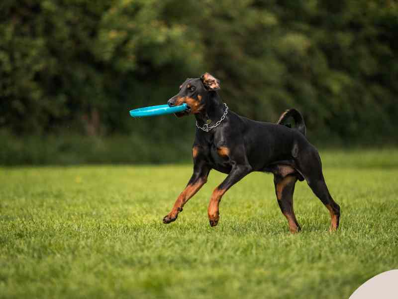 Photo: A Doberman plays fetch in a field.
