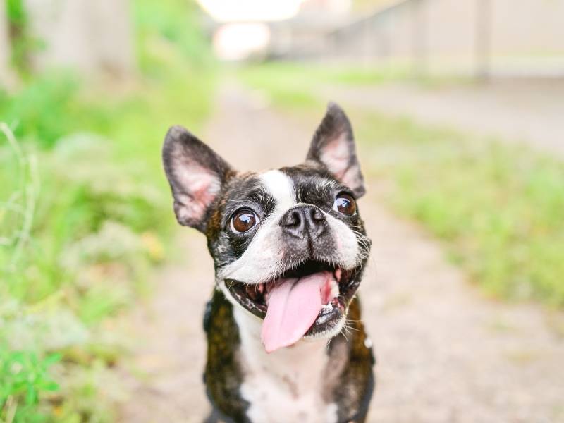 Photo: A French Bulldog smiles happily at the camera.