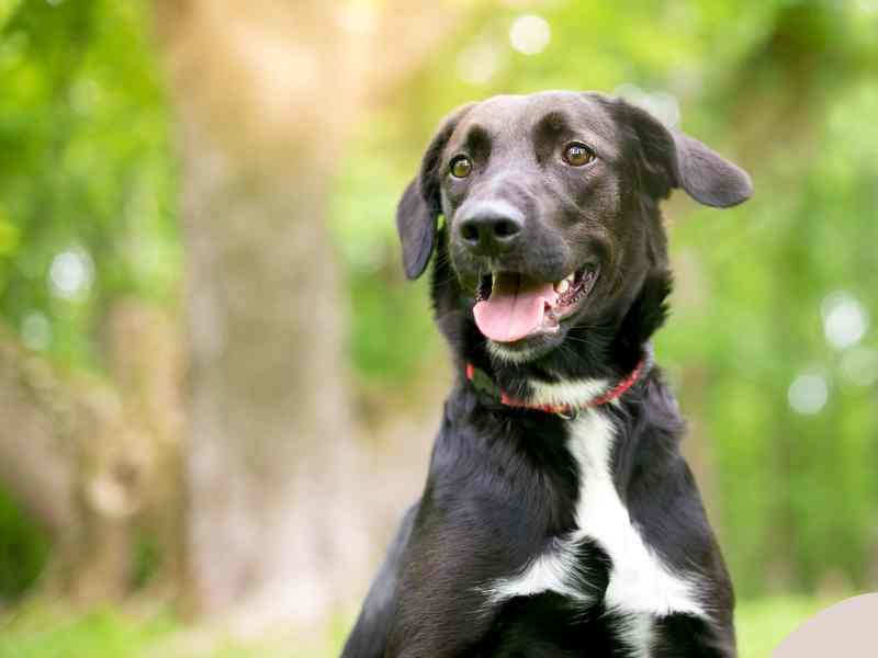 Photo: A Labrador mix smiles at the camera with a park behind him.