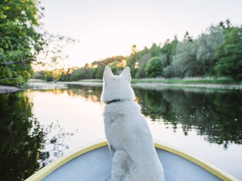 Photo: A White German Shepherd sits at the bough of a boat on the river.