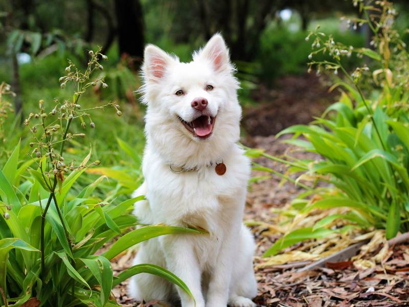 Photo: A beautiful white dog sits smiling in a field.
