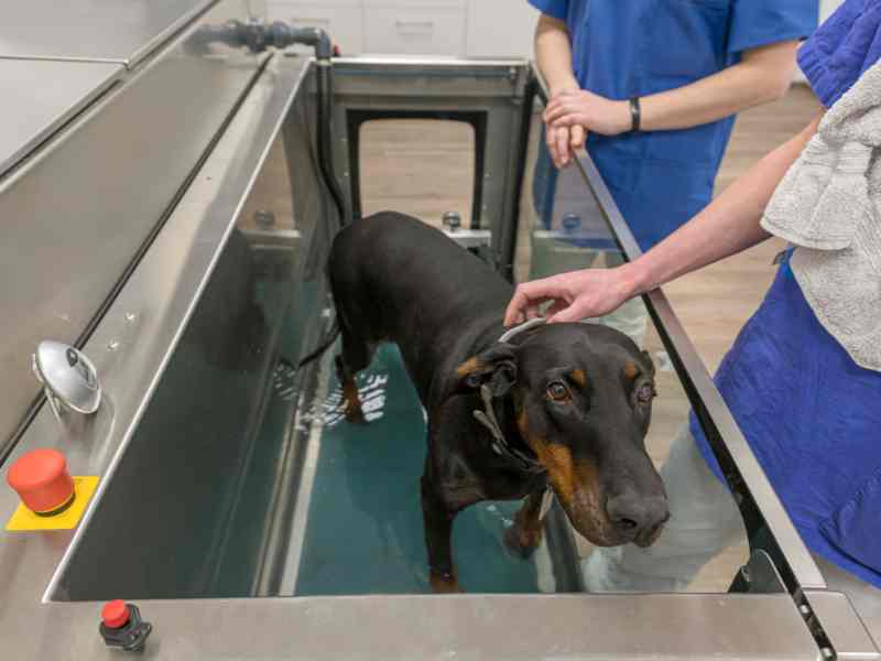 Photo: A doberman walks a treadmill underwater as part of physical therapy for spine issues.