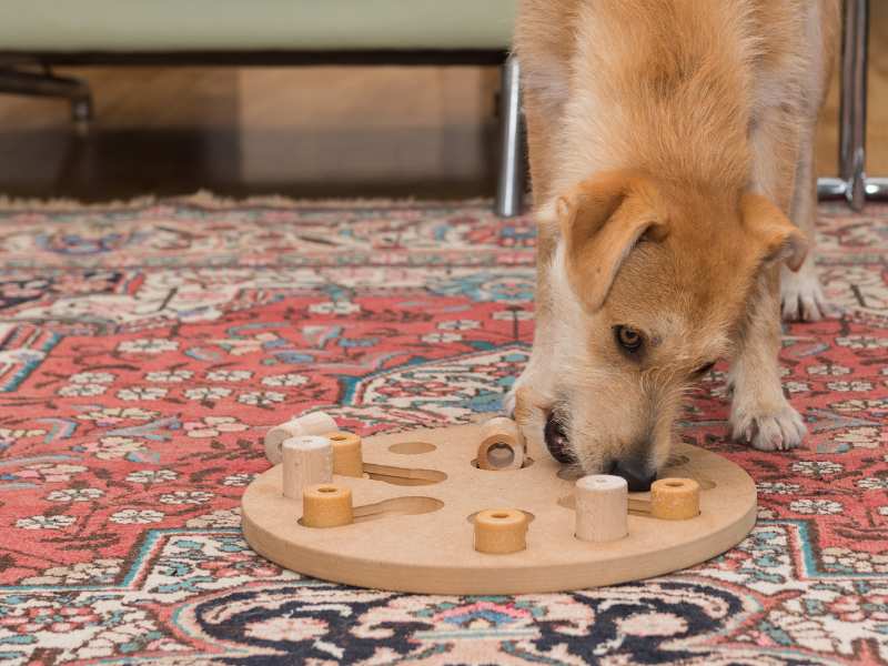 Photo: Photo_ A dog plays with a treat puzzle in the living room.