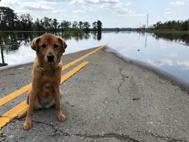 Photo: A dog sits on a dry part of a flooded road.