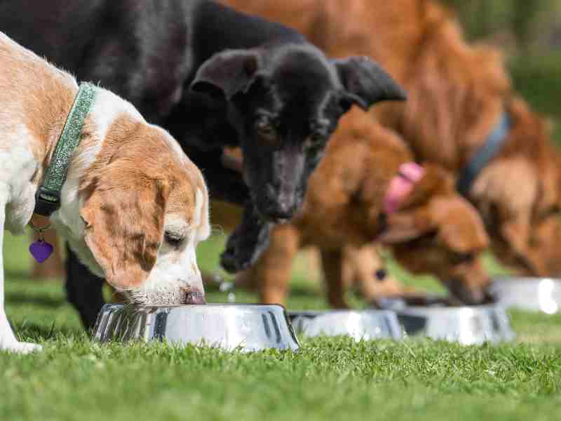 Photo: A group of dogs eat balanced meals from separate bowls.