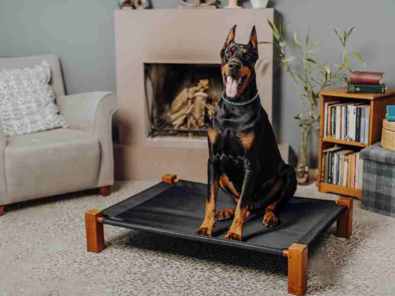A happy Doberman Pinscher sits on a dog cot.