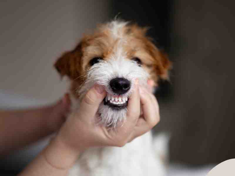 Photo:  A human moves the mouth of a Jack Russell Terrier Puppy to show white puppy teeth.