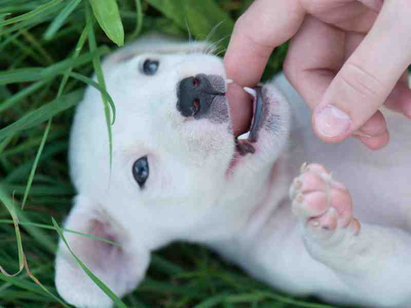 Photo: A human plays with a Pit Bull Puppy who has lost several puppy teeth.