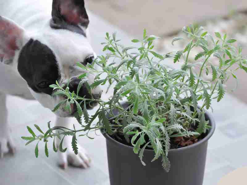 A small French Bulldog nibbles on an herb.
