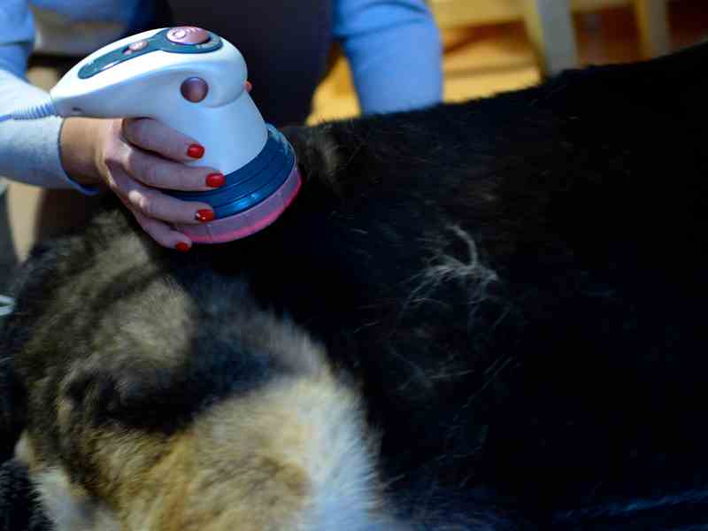 A veterinarian gives a laser treatment to a dog for physical therapy.