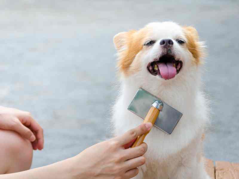 Photo: A woman brushes her small dog's coat to keep it unmatted.