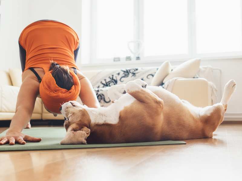Photo: A woman does yoga with her Boxer in the living room.