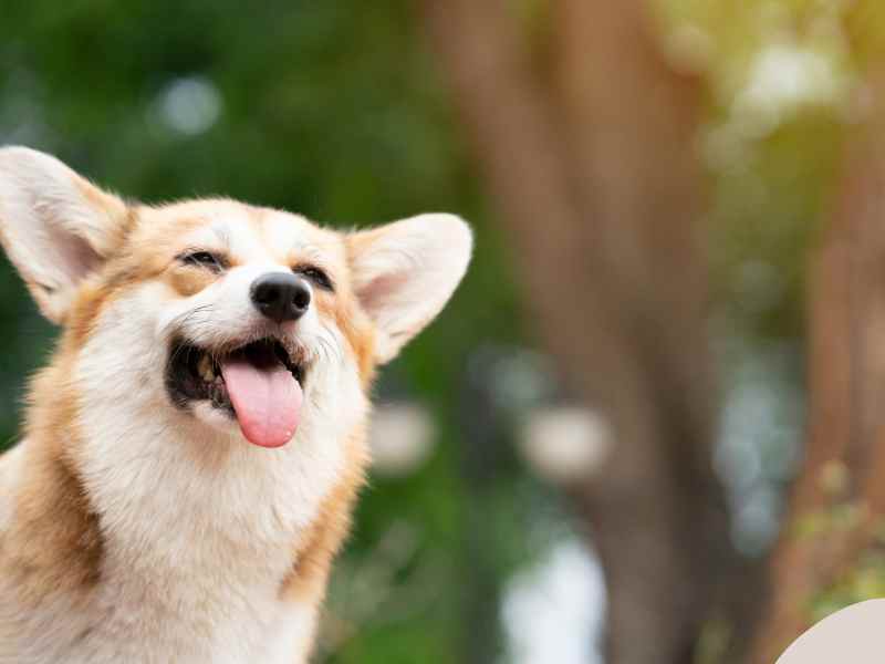 An old Corgi smiles sticking its tongue out for the camera.
