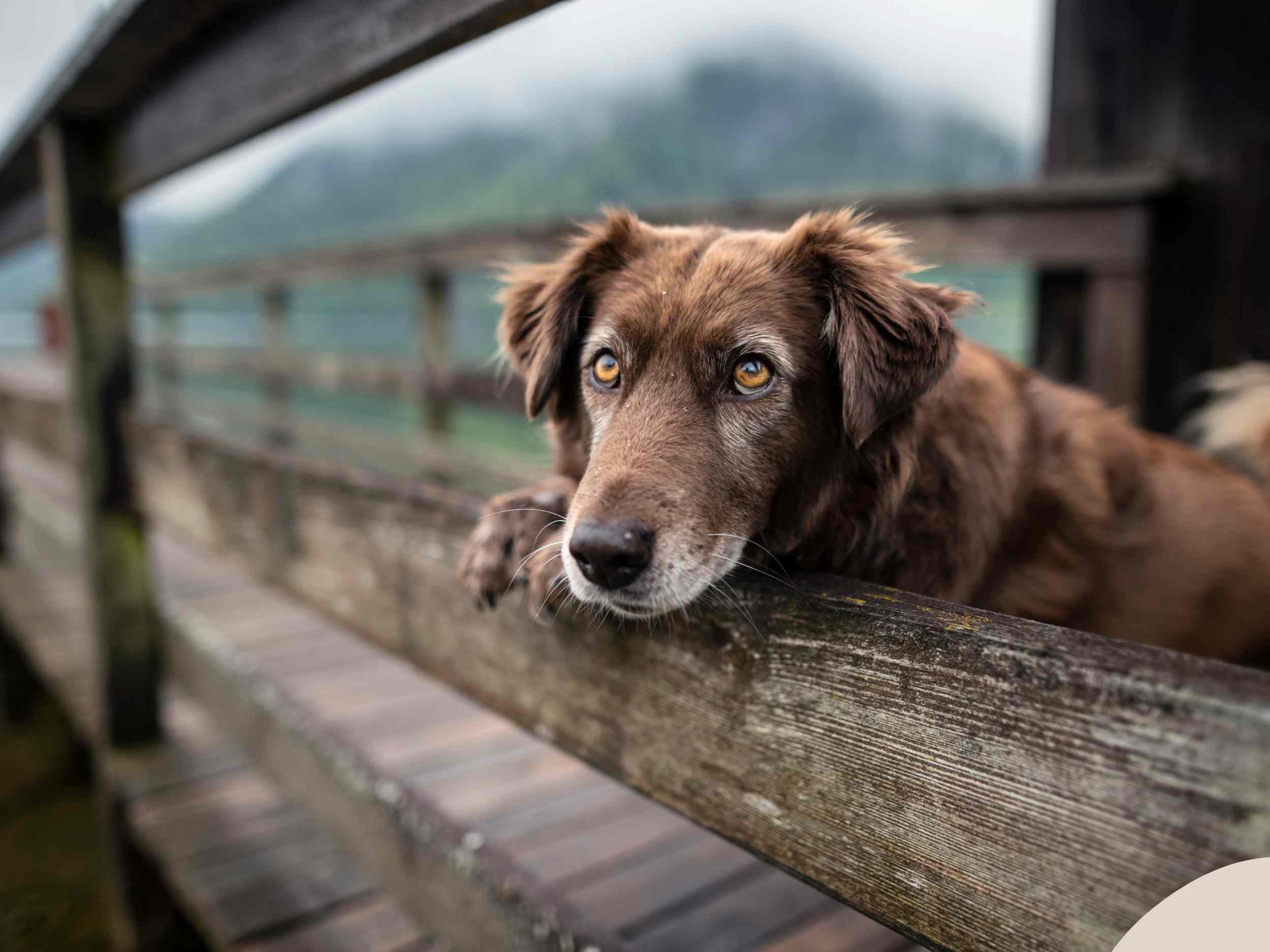 An old Lab mix playfully looks out from a fence.