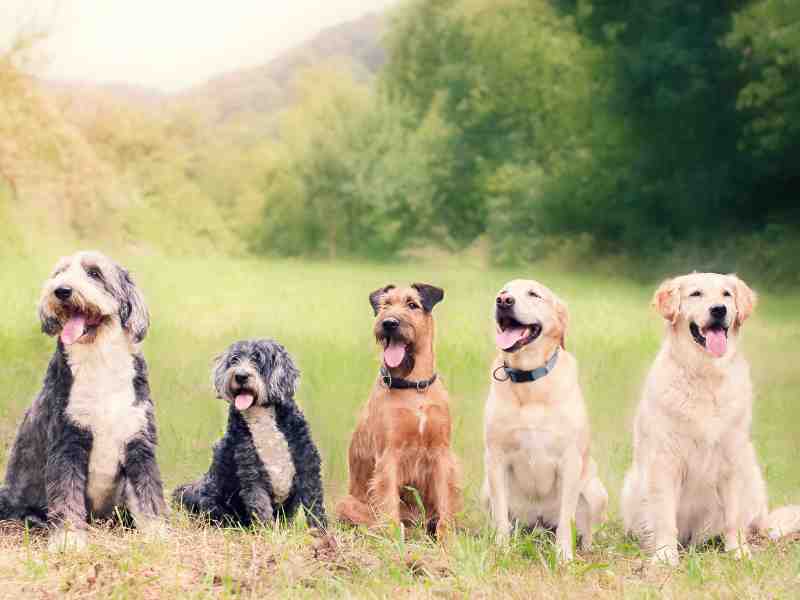 Photo: Several happy dogs sit in a field with their tongues hanging out.
