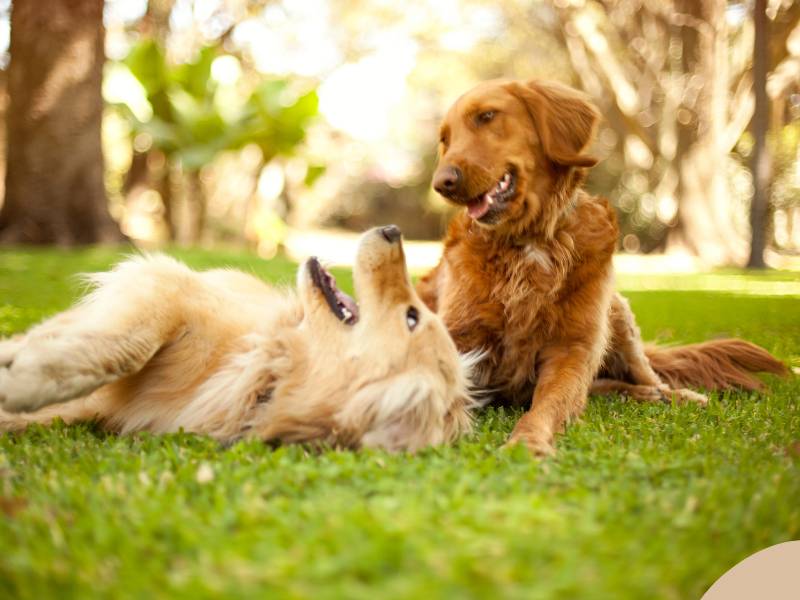 Photo: Two Golden Retrievers smile at each other as they play in a park.