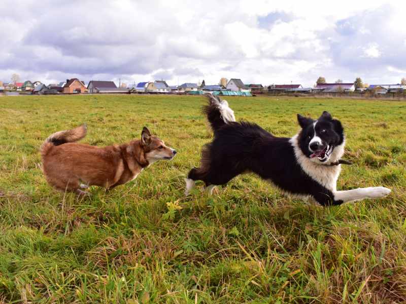 Photo: Two dogs chase each other in a field outside a neighborhood.