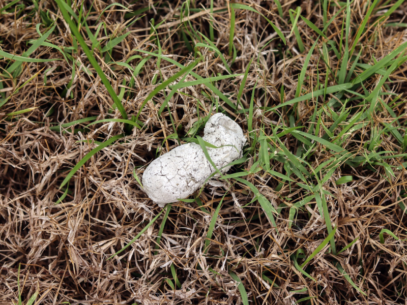 Photo of white poop on green grass.