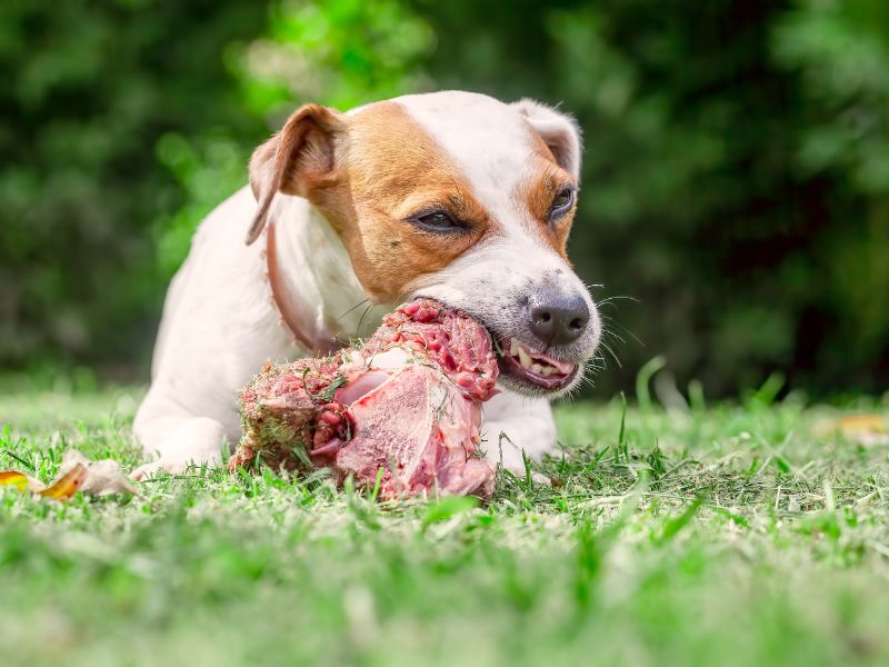 Photo: Raw diets for dogs offer gut benefits