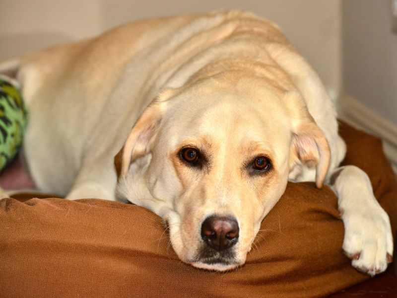 Photo: A sick yellow lab dog suffers from stalled digestion.