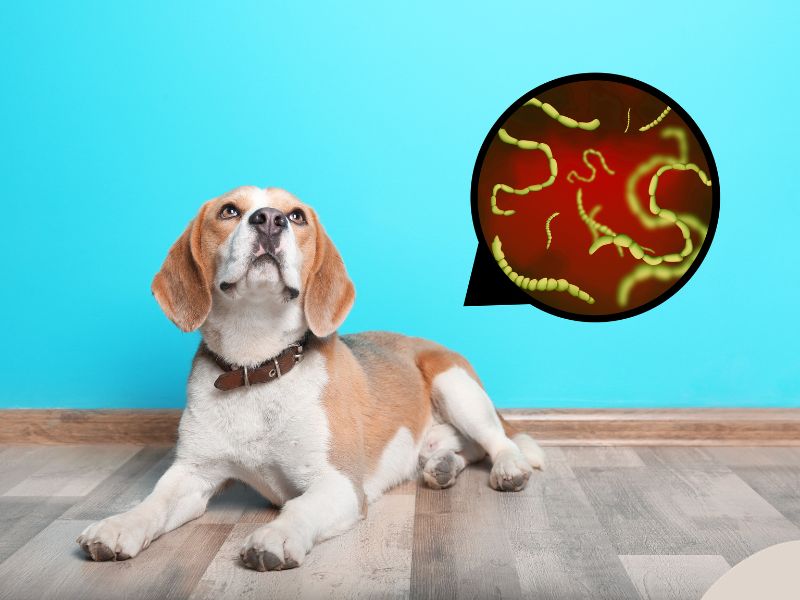 A dog ponders its complex microbiome