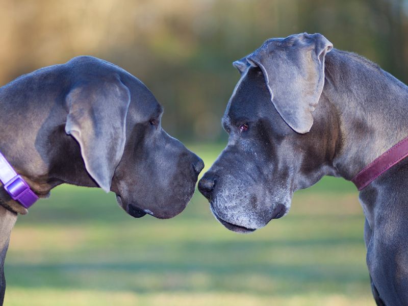 Two Great Danes face Joint Stress because they're large breed