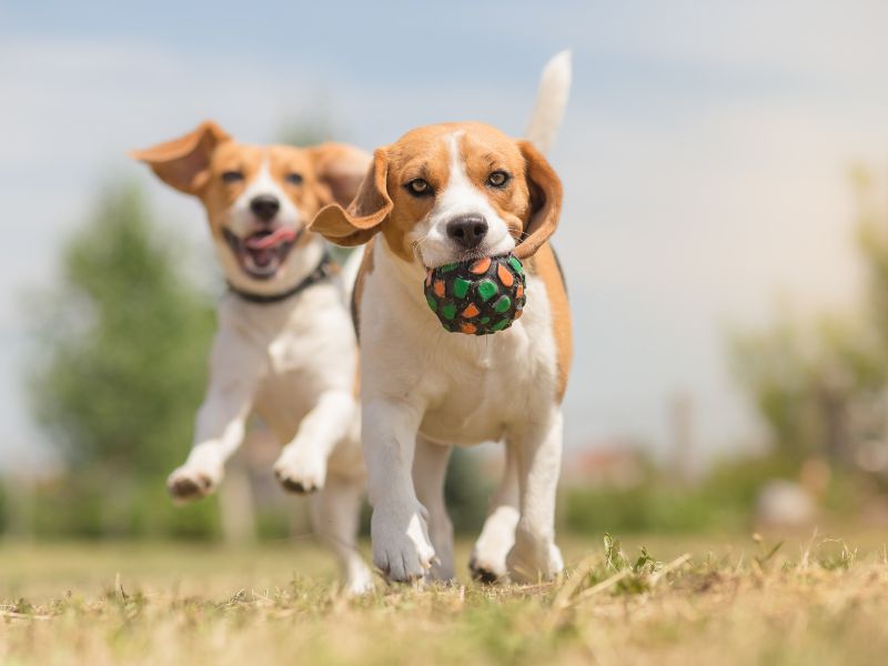Two beagles run and play happily in a field
