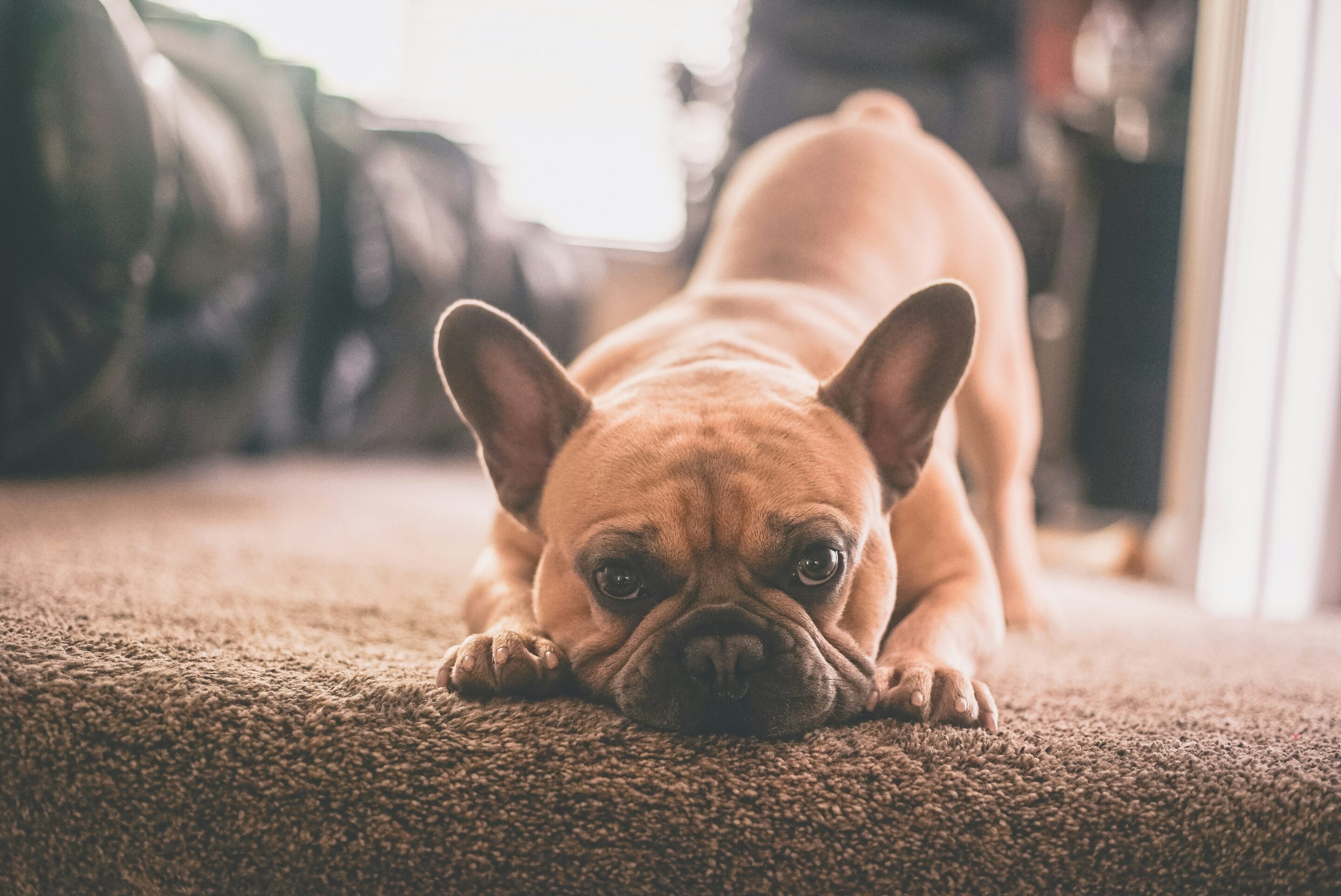 Photo of a dog lying on a carpet and looking into the Camera.