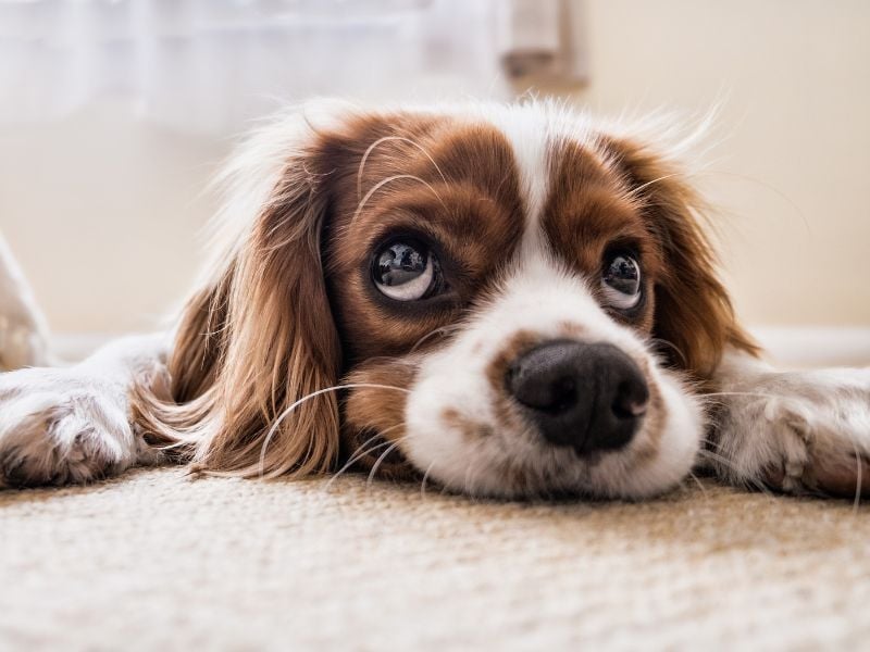 Photo of a dog laying flat on the floor looking up.