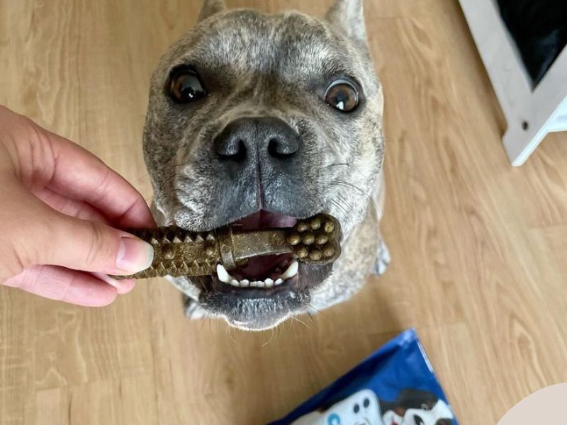 a French Pit dog eats a Bernies Charming Chomper Chew