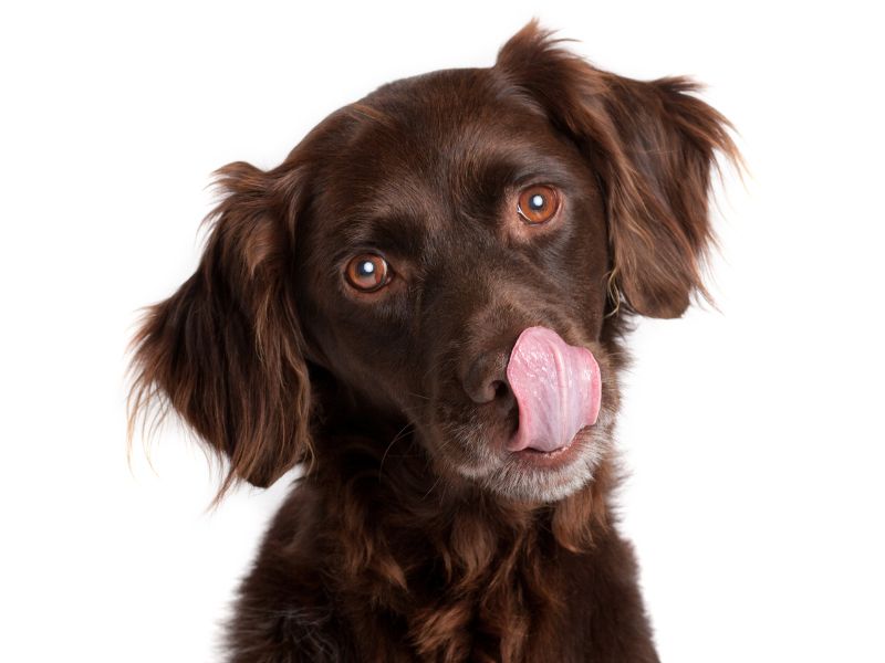 a boykin spaniel puppy licks its mouth in happiness ready for good food