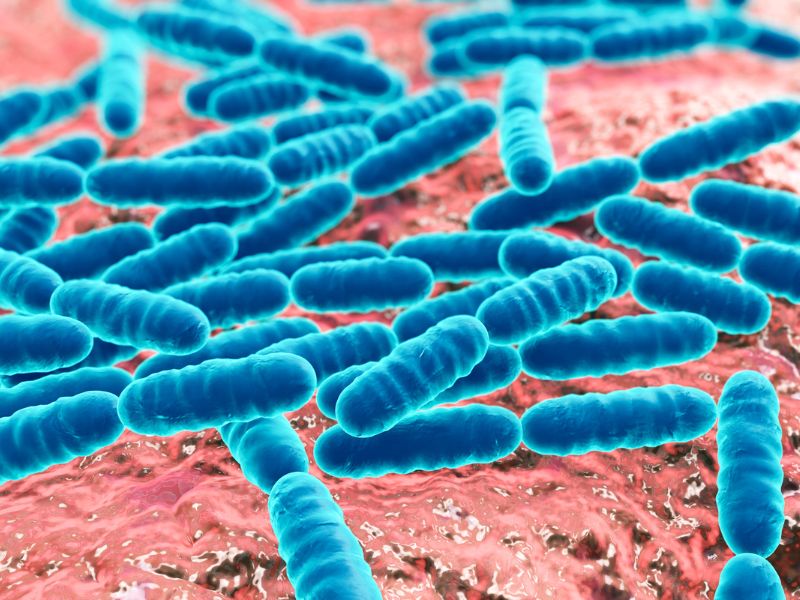 a colony of probiotics thrives