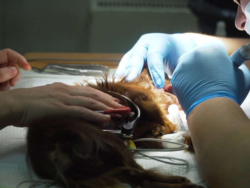 a golden retriever is getting its teeth cleaned under anesthesia