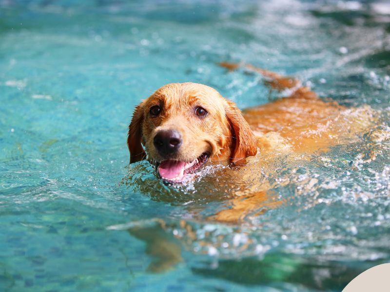 a golden retriever swims in a pool to help joint health during exercise