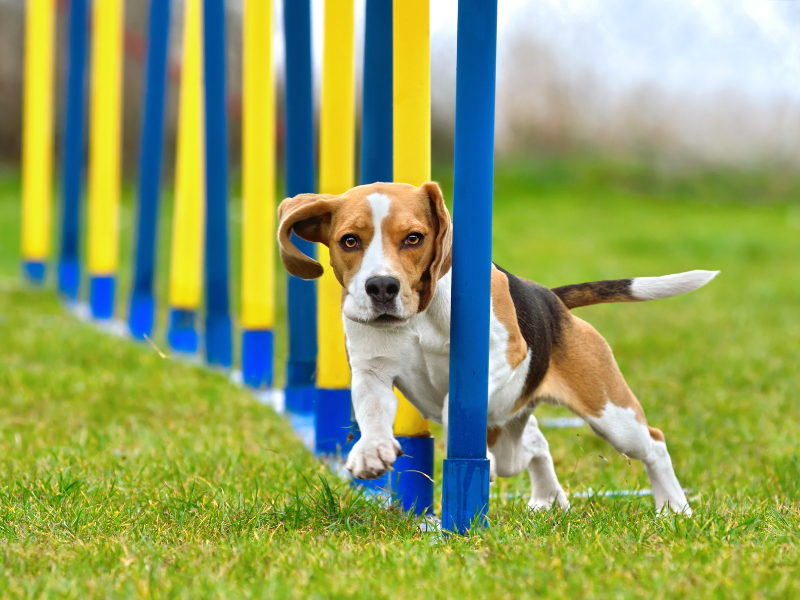 a happy beagle goes through agility poles